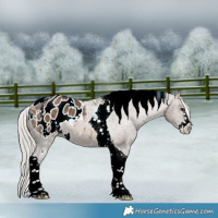 Horse Color:White Spotted Silver Brown Dun Splash Tobiano Appaloosa 