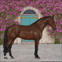 Horse Color:Gray Bay 