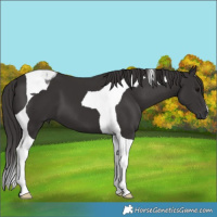 Horse Color:Smoky Black Tobiano 