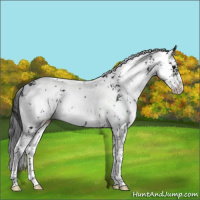 Horse Color:Black Sabino 
