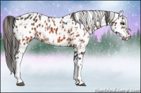 Horse Color:Bay Appaloosa  and Bay Appaloosa 