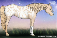 Horse Color:Gold Champagne Appaloosa