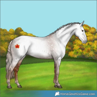Horse Color:Gray Chestnut 