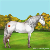 Horse Color:Gray Chestnut 