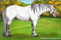 Horse Color:Bay Appaloosa  and Gray Bay Appaloosa 