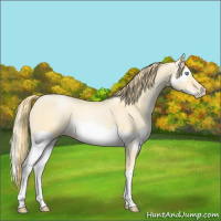 Horse Color:Buckskin Roan Pearl  and Buckskin Roan Pearl Splash 