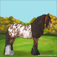 Horse Color:Bay Appaloosa Rabicano  and Bay Appaloosa Rabicano 