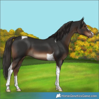 Horse Color:Liver Chestnut Sabino Tobiano 