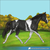 Horse Color:White Spotted Liver Chestnut Tobiano 