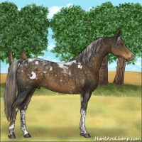 Horse Color:White Spotted Chocolate Palomino Tobiano 