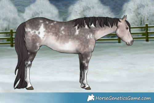Horse Color:Platinum White Spotted Buckskin Rabicano 