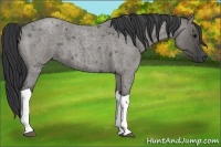 Horse Color:Grullo Roan Tobiano 