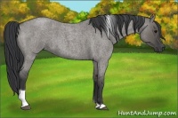 Horse Color:Grullo Roan Tobiano 