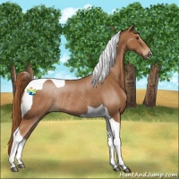 Horse Color:Chestnut Tobiano Rabicano 