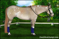 Horse Color:White Spotted Liver Red Dun Rabicano Brindle