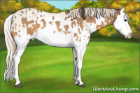 Horse Color:Buckskin Roan Splash  and Perlino Roan Splash 