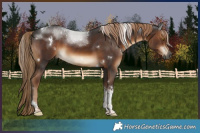Horse Color:Gray White Spotted Liver Chestnut Tobiano 