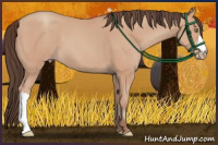 Horse Color:Amber Champagne 