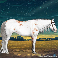 Horse Color:Bay Sabino 