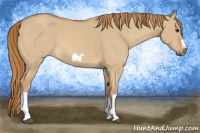 Horse Color:Red Dun Roan Splash Frame Rabicano 