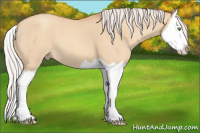 Horse Color:Silver Amber Champagne Dun Splash 