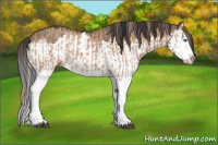 Horse Color:Red Dun Splash  and Bay Dun Splash 