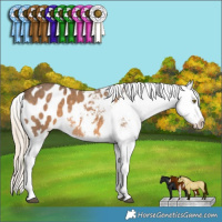 Horse Color:Chocolate Palomino Sabino Appaloosa Rabicano 