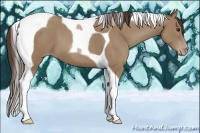 Horse Color:Classic Champagne Tobiano