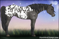 Horse Color:Black Appaloosa 