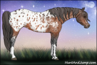 Horse Color:Bay Appaloosa and Bay Appaloosa