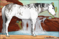 Horse Color:White Spotted Grullo Splash 