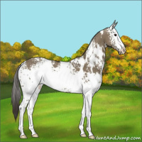 Horse Color:White Spotted Smoky Grullo 
