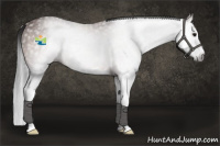 Horse Color:Gray Bay Splash Rabicano 