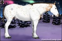 Horse Color:Buckskin Sabino Splash Appaloosa Rabicano 