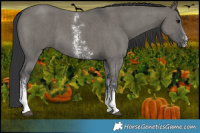 Horse Color:Grullo Sabino 