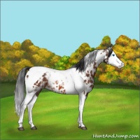 Horse Color:Bay Splash Tobiano Appaloosa  and Bay Splash Tobiano Appaloosa 
