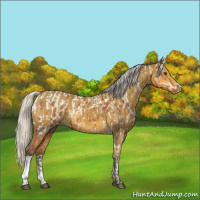 Horse Color:Silver Bay Tobiano Appaloosa  and Silver Buckskin 
