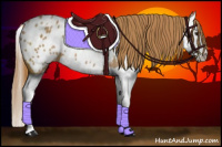 Horse Color:Chestnut Splash Appaloosa 