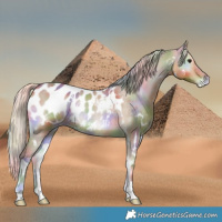 Horse Color:Nacre Watercolor White Spotted Silver Brown Onyx Tobiano Appaloosa 