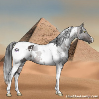 Horse Color:White Spotted Brown Tobiano 