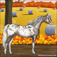 Horse Color:White Spotted Liver Red Onyx Ice Mushroom Sabino Appaloosa 