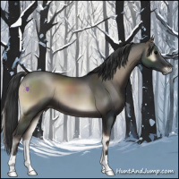 Horse Color:Blue Onyx