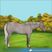 Horse Color:Silver Blue Roan Sabino 