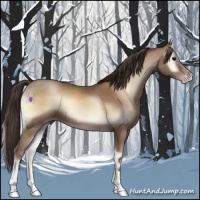 Horse Color:Classic Champagne Onyx 
