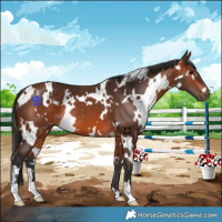 Horse Color:White Spotted Bay 