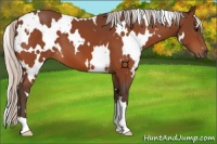 Horse Color:White Spotted Silver Bay 