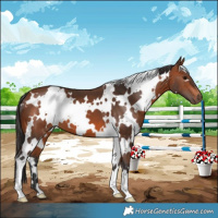 Horse Color:White Spotted Bay 