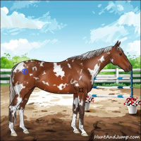 Horse Color:White Spotted Silver Bay 