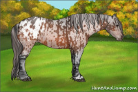 Horse Color:Bay Roan Appaloosa  and Bay Roan Appaloosa 