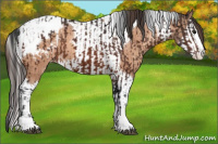 Horse Color:Brown Splash Tobiano Appaloosa and Sable Champagne Splash Tobiano Appaloosa